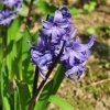 Hyacinthus orientalis 'Delfts Blau' -- Gartenhyazinthe